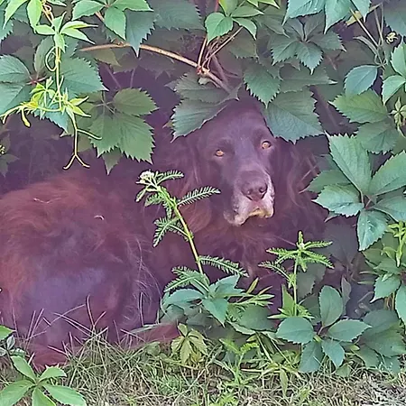 Apartamento 20er Byhlen