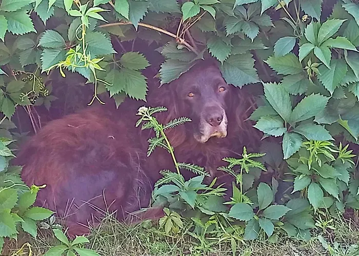 Lägenhet 20er Byhlen